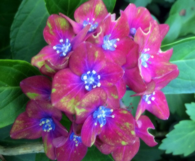 19270933214_93de62726c_o