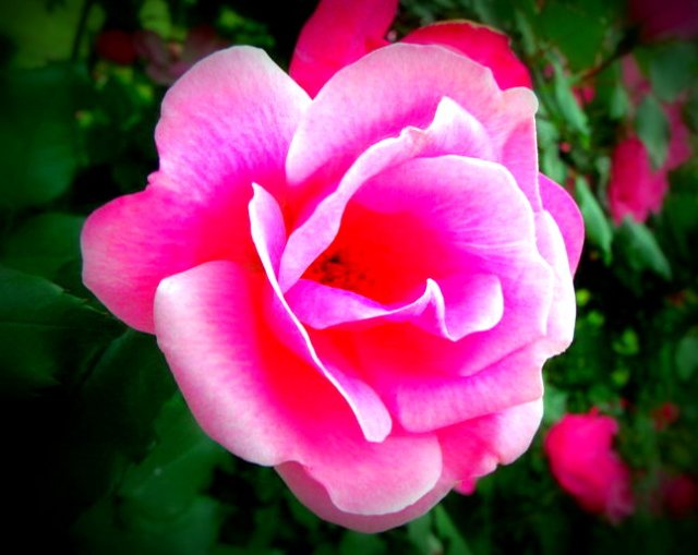 light_pink_rose_by_thecr8tive1-d4xcyrb