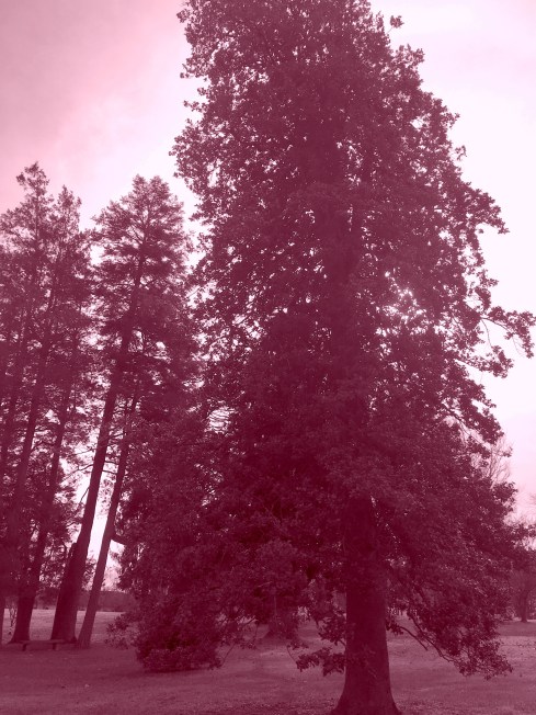 31047390170_39b7233749_o